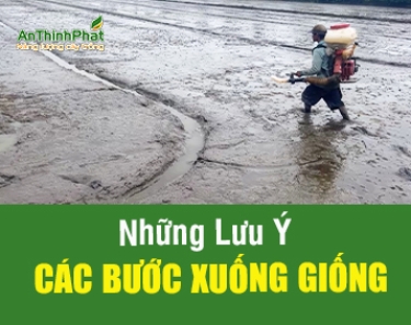 CÁC BƯỚC XUỐNG GIỐNG TRONG TIẾT NÓNG VỤ HÈ THU 2026