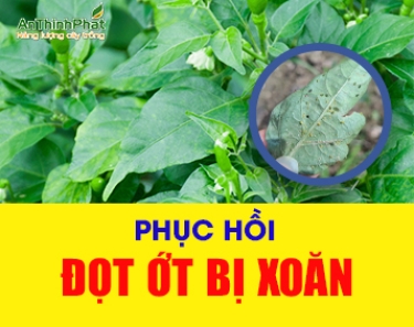 PHỤC HỒI ĐỌT ỚT BỊ XOĂN DO BỌ TRĨ 