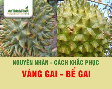 VÀNG GAI, BỂ GAI SẦU RIÊNG - NGUYÊN NHÂN VÀ CÁCH KHẮC PHỤC 