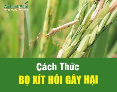 BỌ XÍT HÔI GÂY HẠI NHƯ THẾ NÀO?