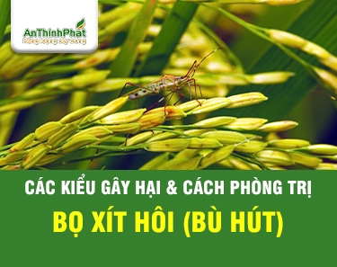 Bọ xít hôi gây hại lúa và cách phòng trừ hiệu quả nhất 