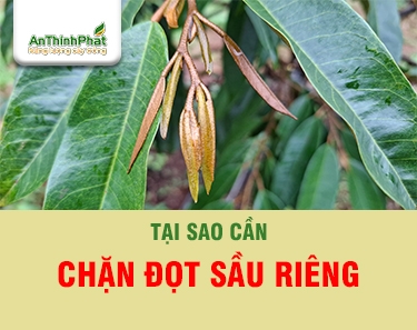 TẠI SAO CẦN CHẶN ĐỌT SẦU RIÊNG 