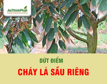 DỨT ĐIỂM CHÁY LÁ SẦU RIÊNG 