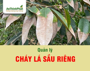 CHÁY LÁ TRÊN CÂY SẦU RIÊNG VÀ BIỆN PHÁP QUẢN LÝ HIỆU QUẢ