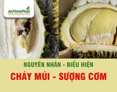 SƯỢNG CƠM TRÁI SẦU RIÊNG DO NGUYÊN NHÂN GÌ - PHÒNG TRỪ THẾ NÀO?