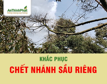 KHẮC PHỤC CHẾT NHÁNH SẦU RIÊNG NHƯ THẾ NÀO? 
