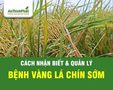 BỆNH VÀNG LÁ CHÍN SỚM - CÁCH NHẬN BIẾT VÀ GIẢI PHÁP PHÒNG TRỪ  