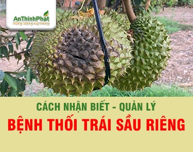 BỆNH THỐI TRÁI SẦU RIÊNG - NHẬN DIỆN SỚM - QUẢN LÝ HIỆU QUẢ 