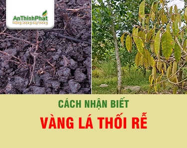 VÀNG LÁ THỐI RỄ 