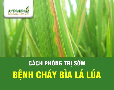 Cháy Bìa Lá - Tuy Quen Thuộc Nhưng Rất Khó Trị 