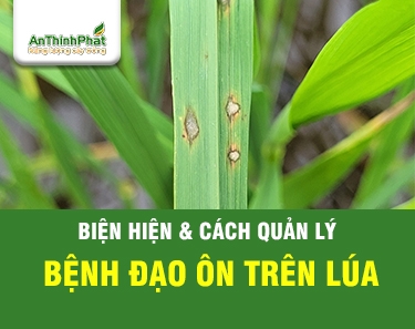 BỆNH ĐẠO ÔN LÚA - CÁCH NHẬN BIẾT VÀ PHÒNG TRỊ HIỆU QUẢ 
