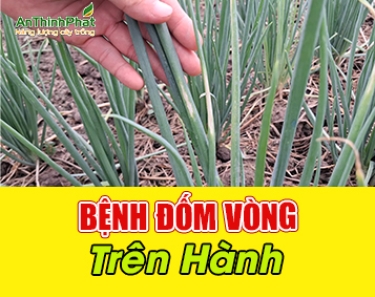 ĐỐM VÒNG HÀNH LÁ - CÁCH PHÒNG TRỊ HIỆU QUẢ 