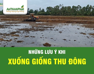 LƯU Ý  XUỐNG GIỐNG VỤ THU ĐÔNG 
