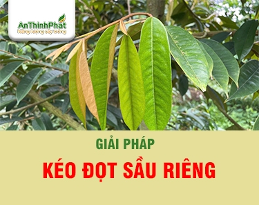 Kéo Đọt Sầu Riêng - Bung Đọt Hiệu Quả - Sầu Riêng Say Trái 