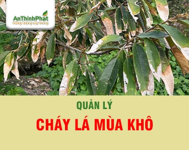 Cách Nhận Biết Cháy Lá Sầu Riêng Mùa Khô 
