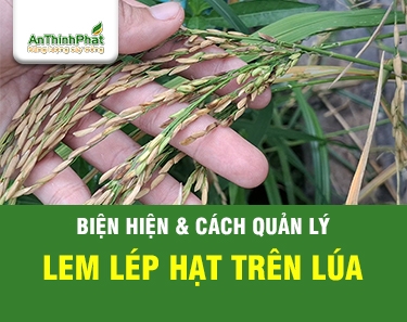 Lem Lép Hạt - Biểu Hiện Và Giải Pháp Quản Lý