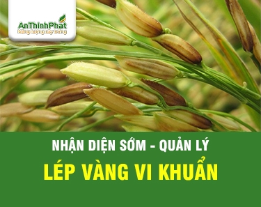 LÉP VÀNG VI KHUẨN - NHẬN BIẾT VÀ QUẢN LÝ SỚM 