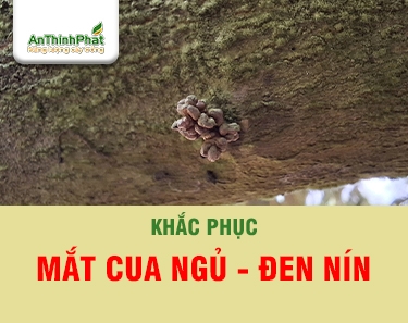 Cách Khắc Phục Mắt Cua Bị Đen, Ngủ, Không Thoát Trên Sầu Riêng 