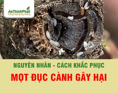 MỌT ĐỤC CÀNH SẦU RIÊNG - BIỂU HIỆN VÀ GIẢI PHÁP QUẢN LÝ HIỆU QUẢ 
