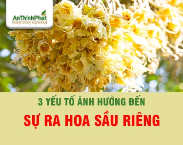 CÁC YẾU TỐ ẢNH HƯỞNG ĐẾN SỰ RA HOA SẦU RIÊNG 