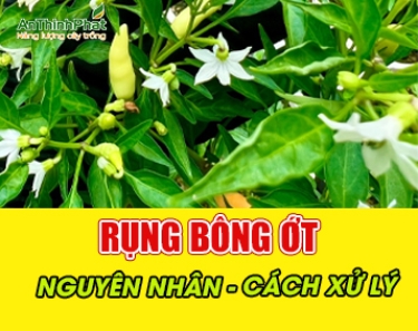 RỤNG BÔNG ỚT - NGUYÊN NHÂN VÀ CÁCH XỬ LÝ 