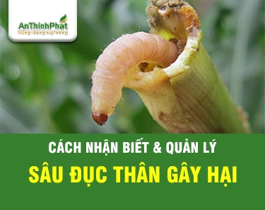 NHỮNG THÔNG TIN MỚI VỀ SÂU ĐỤC THÂN VÀ CÁCH QUẢN LÝ