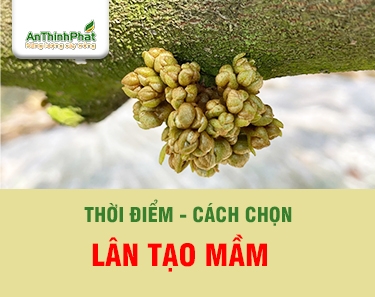 THỜI ĐIỂM - CÁCH CHỌN LÂN TẠO MẦM 