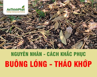 NGUYÊN NHÂN BUÔNG LÓNG THÁO KHỚP SẦU RIÊNG 