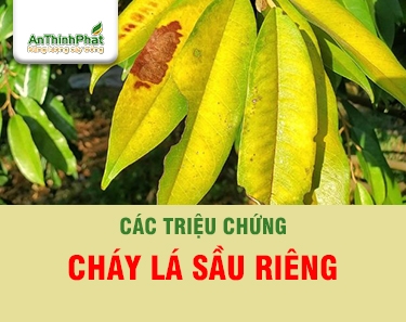 PHÂN BIỆT TRIỆU CHỨNG CHÁY LÁ SẦU RIÊNG - GIẢI PHÁP PHÒNG TRỊ HIỆU QUẢ