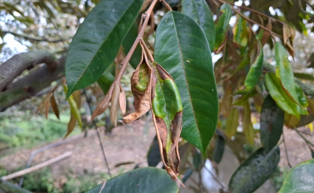 Lá sầu riêng bị cháy do rầy xanh tấn công