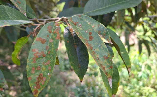 Lá sầu riêng bị đốm rong