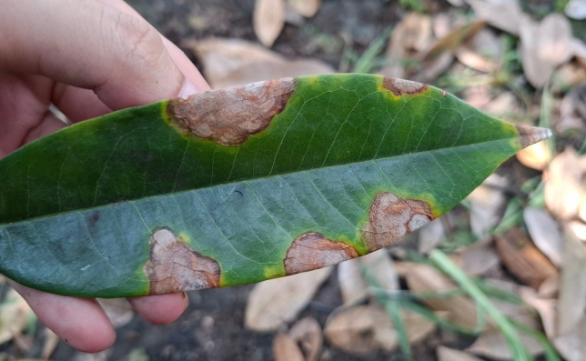 Cháy lá sầu riêng do nấm Collectrichum có vi khuẩn ăn theo