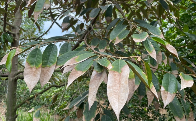 Cháy lá sầu riêng do bị thiếu dinh dưỡng