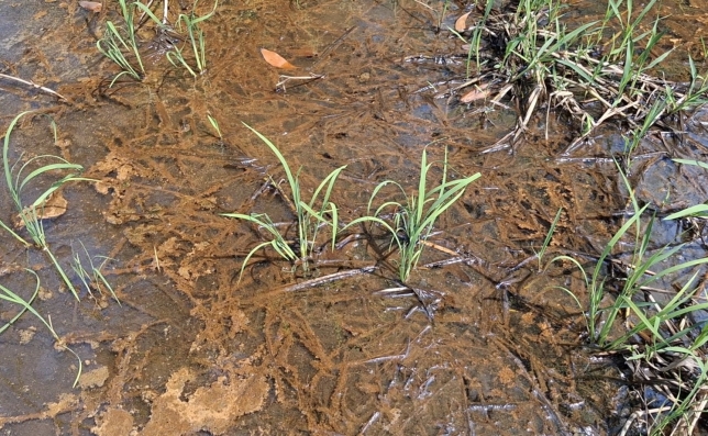 NGUYÊN NHÂN NGỘ ĐỘC LÚA 