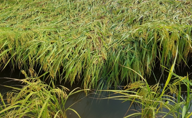 HIỆN TƯỢNG LÚA ĐỔ NGÃ