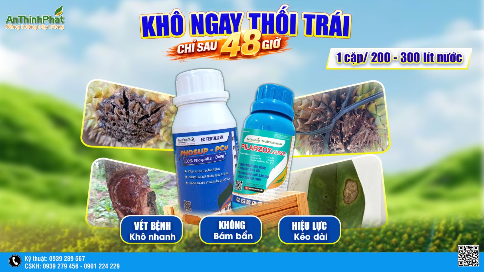 thối trái sầu riêng 
