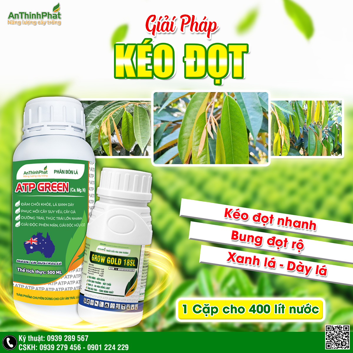 Giải pháp siêu kéo đọt sầu riêng 