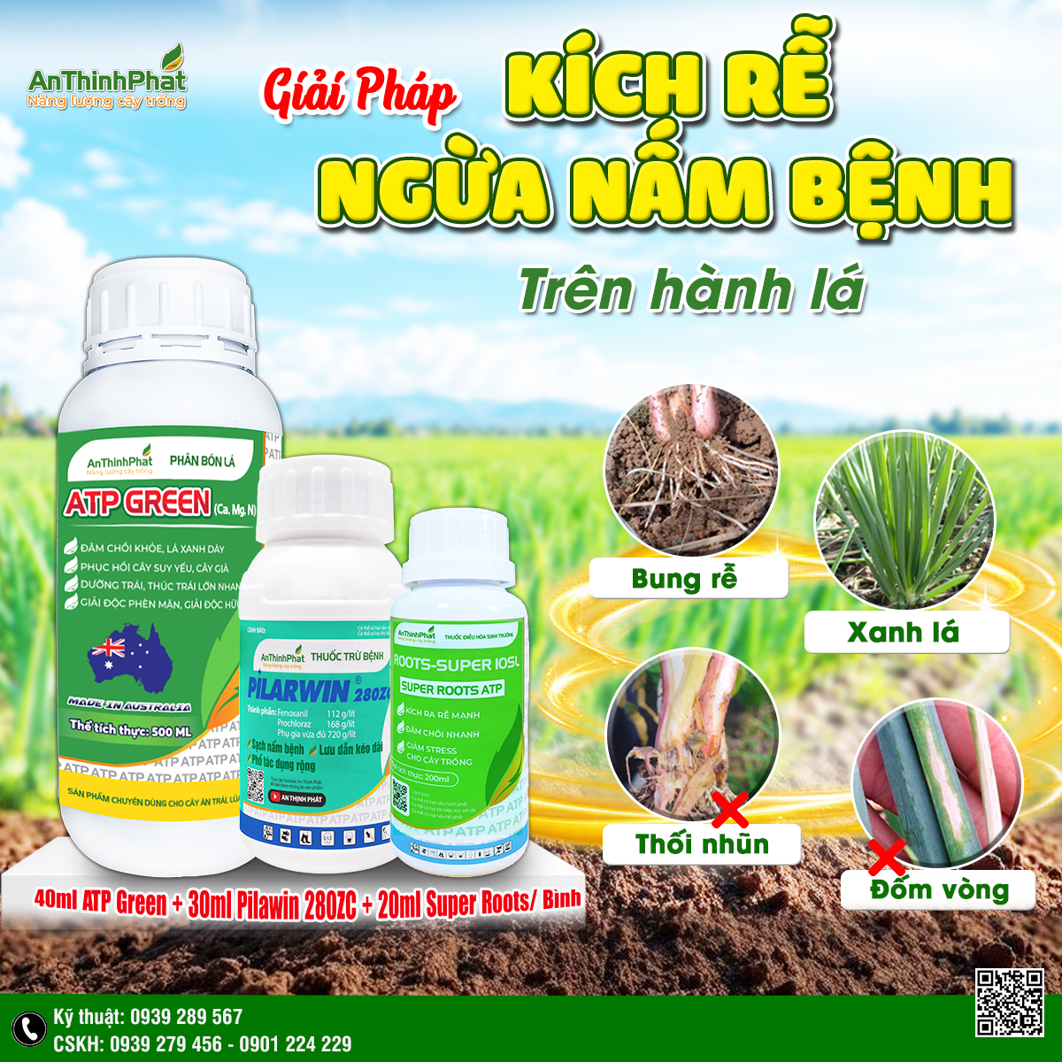 Kích rễ - ngừa nấm bệnh trên hành 