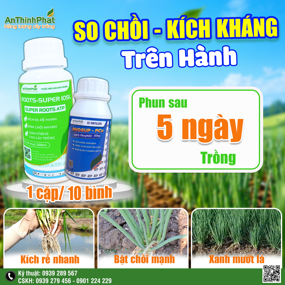 So chồi - kích kháng hành 