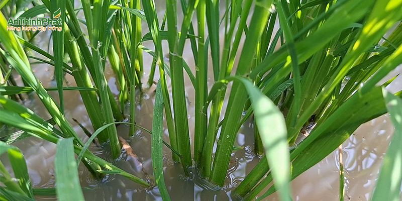 cứng cây tuột ủ 