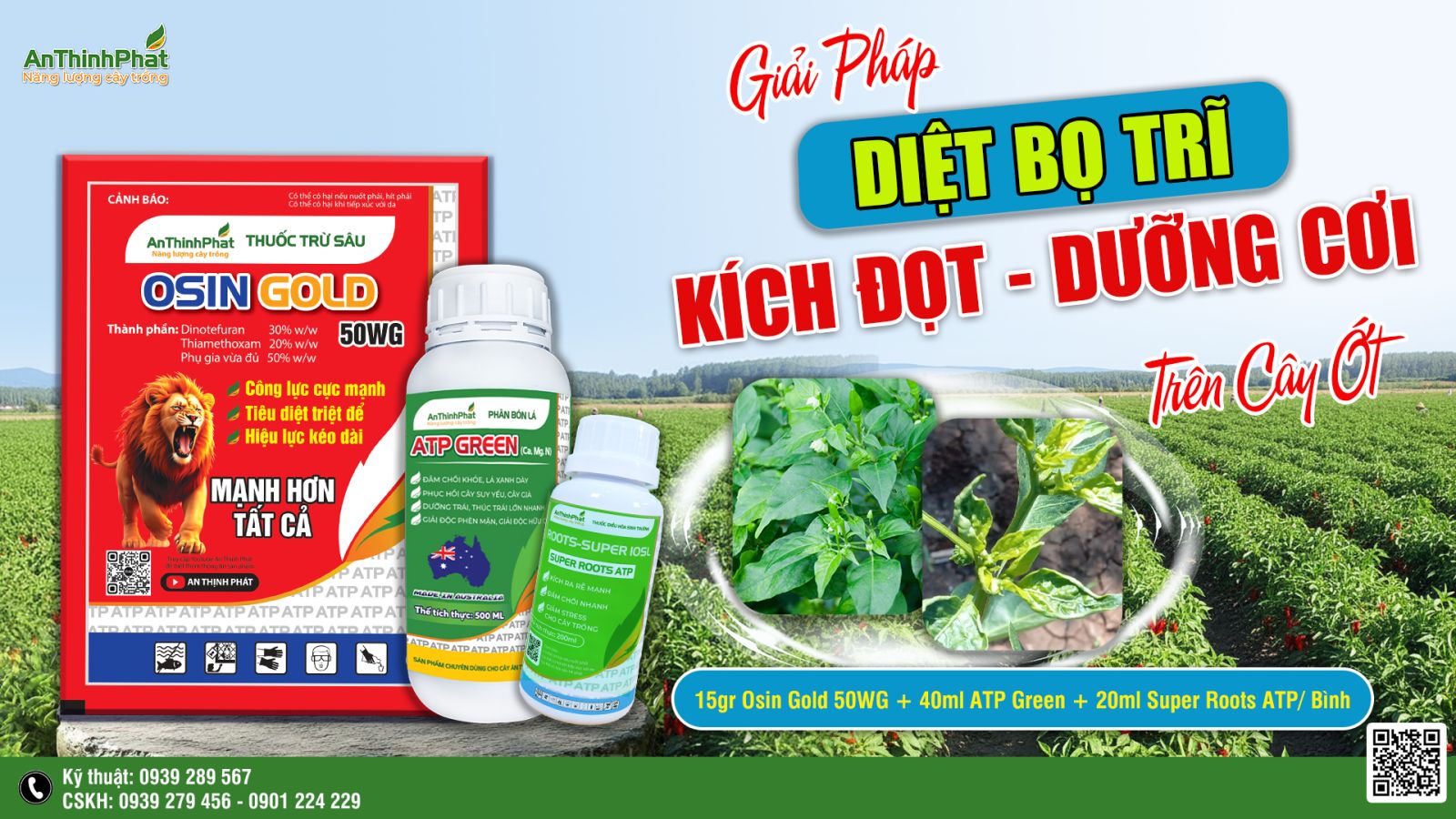 Phục đọt ớt bị xoăn do bọ trĩ 