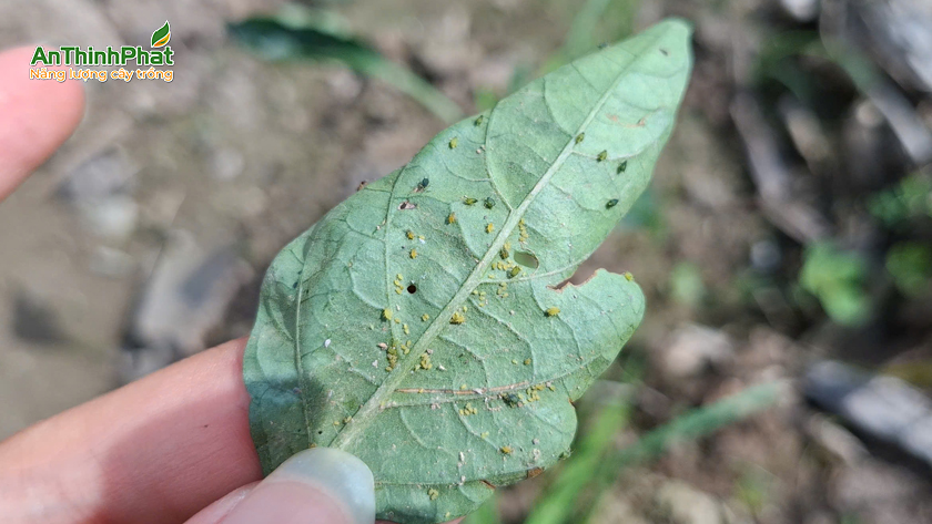 Phục hồi đọt ớt bị xoăn do bọ trĩ 