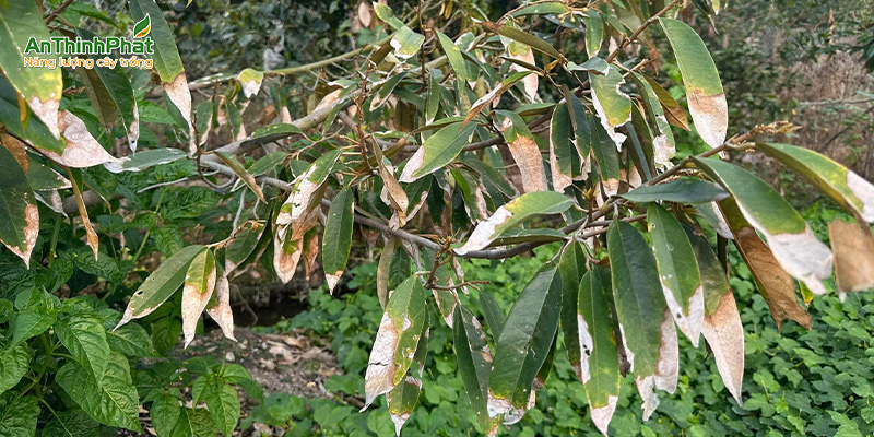 cháy lá sầu riêng mùa khô