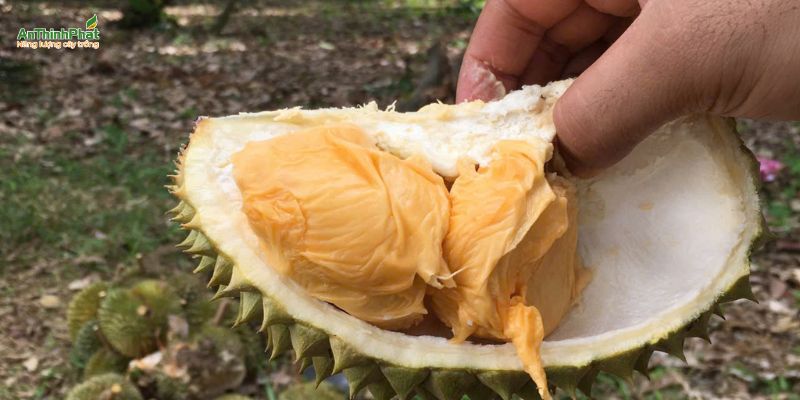 sượng nước sầu riêng