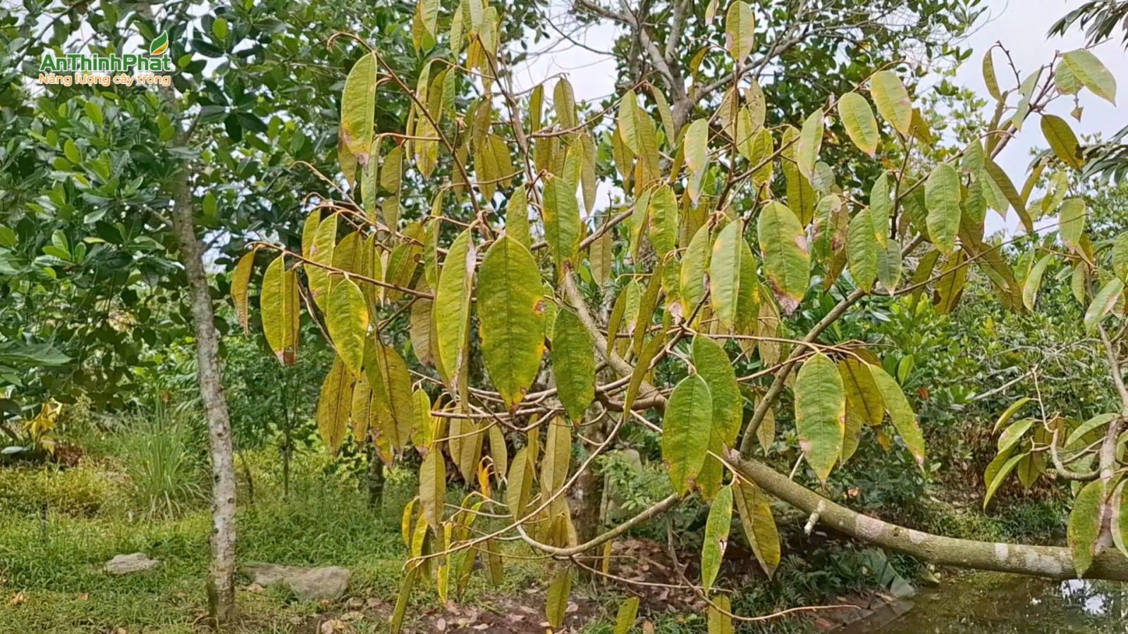 vàng lá thối rễ sầu riêng