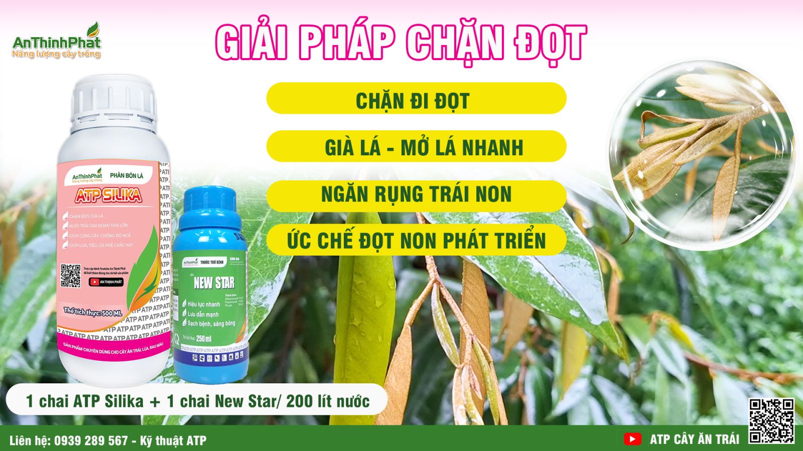 Chặn đọt sầu riêng 