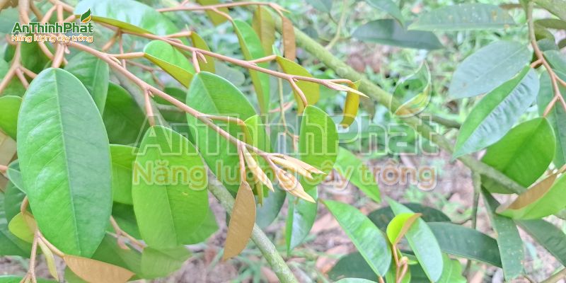 chặn đọt sầu riêng