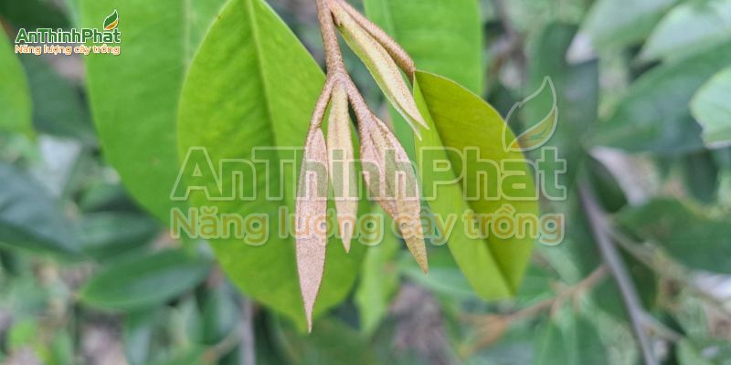 chặn đọt sầu riêng