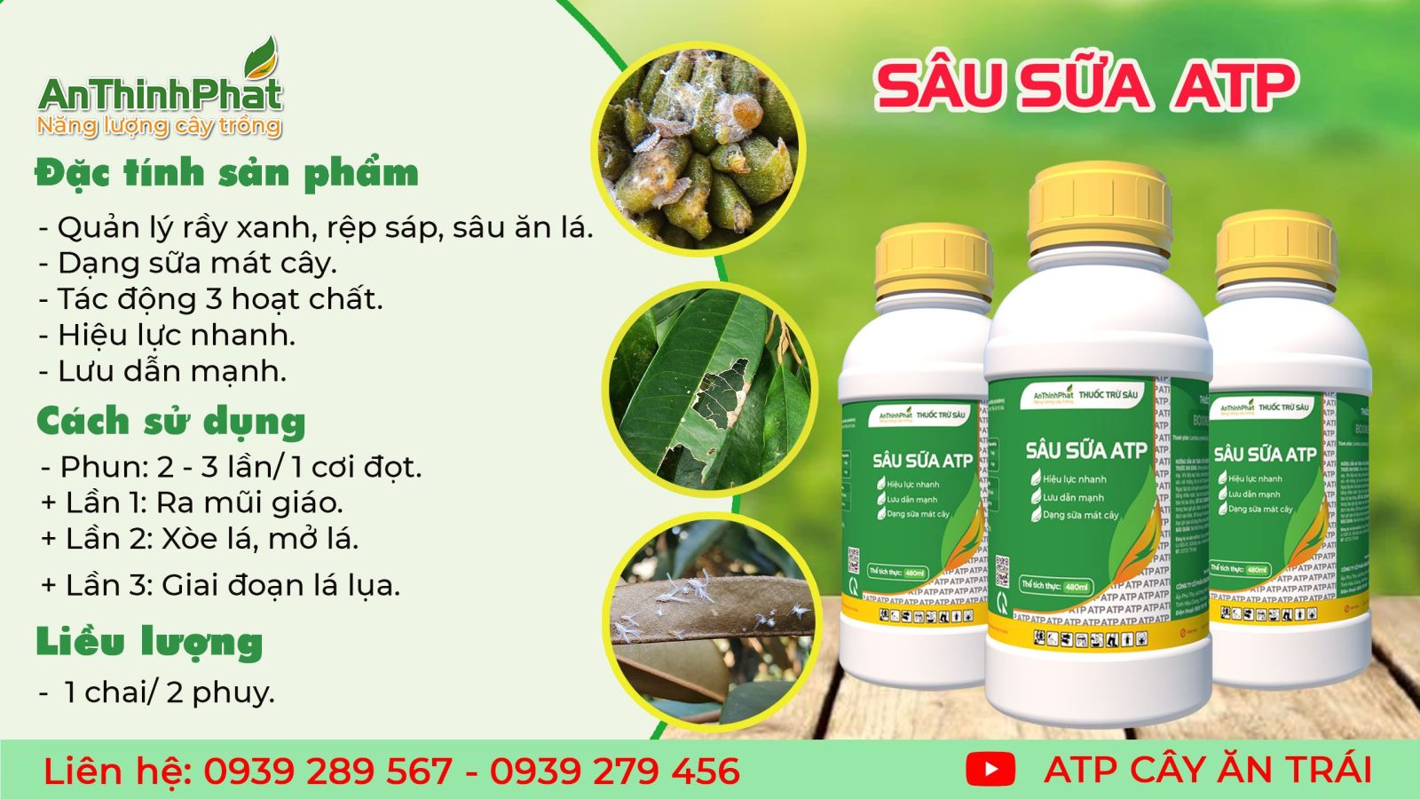 chết nhánh sầu riêng