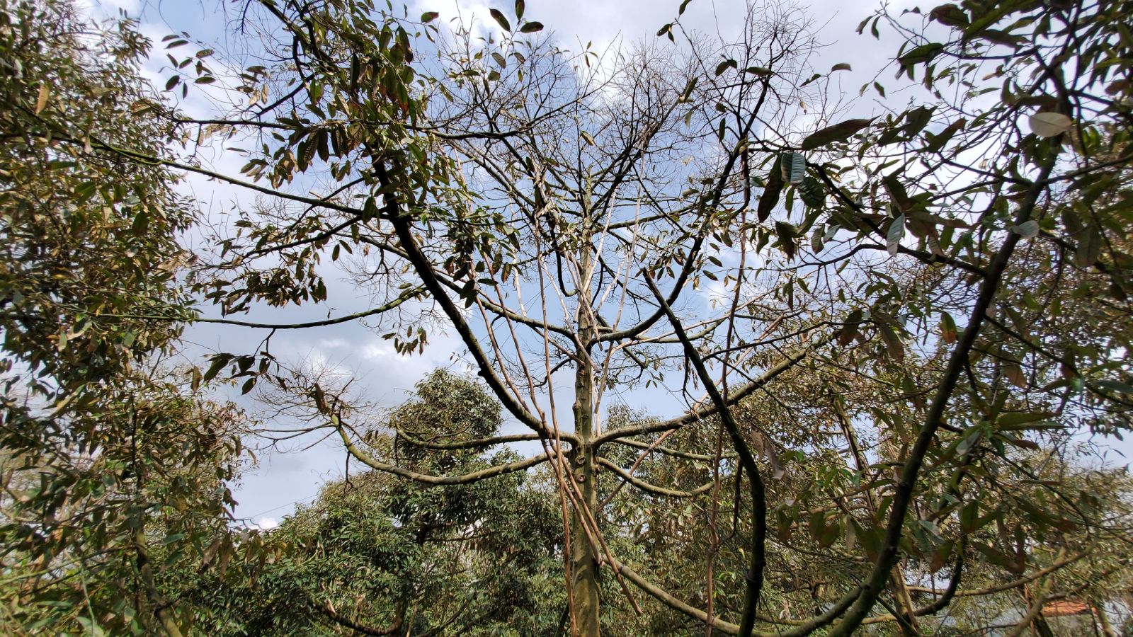 chết nhánh sầu riêng